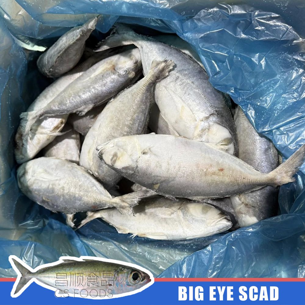 big eye scad